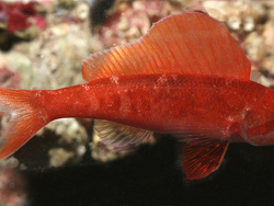 Copyright Fenton Walsh, Foto Korallenmeer,Flora Reef, Australien