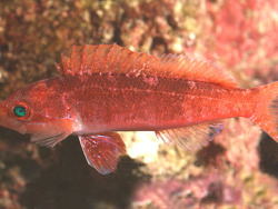 Copyright Fenton Walsh, Foto Korallenmeer,Flora Reef, Australien, Weibchen