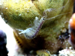 Gammarus- Flokrebs Copyright Muelly