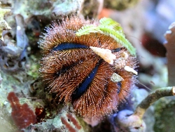 Mespilia globulus - Kugelseeigel Copyright Muelly
