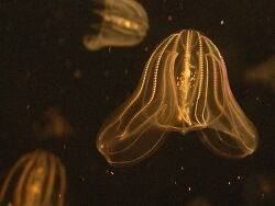 Copyright Steven G. Johnson, Creative Commons Attribution-Share Alike 3.0 Unported license.