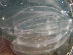 Copyright Hans De Blauwe, Creative Commons Attribution-Noncommercial-Share Alike 3.0 License