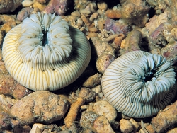 Heterocyathus aequicostatus. Philippines. With tentacled retracted. The strongly developed costae are readily seen. (c) by Pat Colin