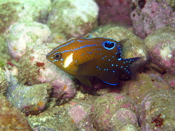 „Parma microlepis juvenile“ von Richard Ling from NSW, Australia - White-ear Parma. Lizenziert unter CC BY-SA 2.0 über Wikimedia Commons - http://commons.wikimedia.org/wiki/File:Parma_microlepis_juven