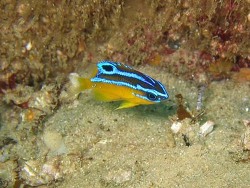 Copyright  Richard Ling, Green Island, South West Rocks, NSW