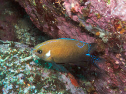 Copyright Graham Short. License: CC BY Attribution-Noncommercial-ShareAlike, Foto Jervis Bay, New South Wales