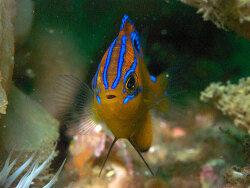 Copyright Graham Short. License: CC BY Attribution-Noncommercial-ShareAlike, Foto Jervis Bay, New South Wales