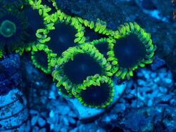 Zoanthus Purple puddle (c) by Zoagirl