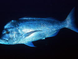 Copyright Carlos L. Hernández-González, Kanarische Inseln