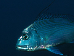 Copyright Carlos L. Hernández-González, Foto Kanarische Inseln