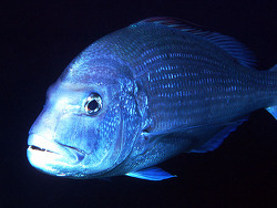 Copyright Carlos L. Hernández-González, Foto Kanarische Inseln