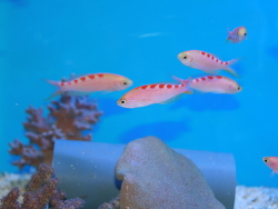 Pseudanthias flavoguttatus (c) Robert Baur