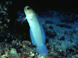 Copyright Dr. J. E. Randal