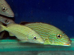 Haemulon sciurus (c) by De Jong Marinlife