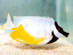 Copyright Lemon TeaYK, Japan, Aberration