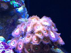 True Red People eater (c) by Simone Chand