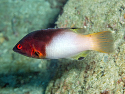 Copyright Prof. Dr. Robert Patzner, Taiwan