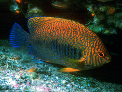 Copyright Scott & Jeannette Johnson, Kwajalein Underwater, Foto Oahu, Hawaii