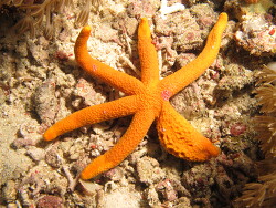 Echinaster luzonicus thumbnail