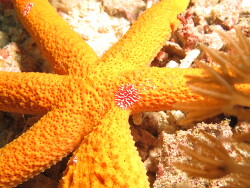 CCoeloplana astericola auf dem Seestern Echinaster luzonicus, Copyright Henning Wiese