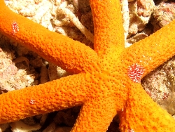 Coeloplana astericola, Copyright Henning Wiese