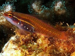 Eviota atriventris © by picture-worl.org