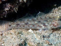 Fusigobius neophytus © by picture-worl.org
