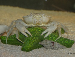 Liocarcinus depurator (c) by Hans Peter Skobelj