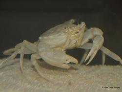 Liocarcinus depurator (c) by Hans Peter Skobelj