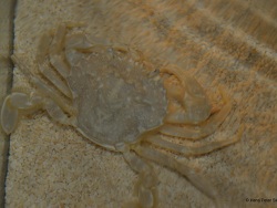 Liocarcinus depurator (c) by Hans Peter Skobelj