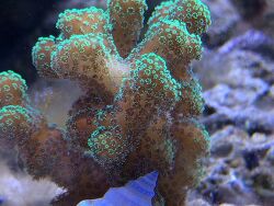 Copyright SantaSniper