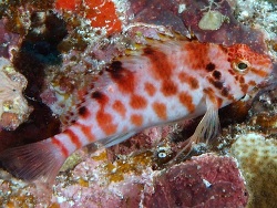 Copyright Richard Bayol, Foto: Dukati Reef, Neukaledonien