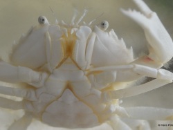 Liocarcinus depurator