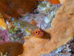A Blackmargin Pygmygoby, Trimma unisquamis, at Honolulu, Hawaii. Source: David R / iNaturalist. License: CC by Attribution-NonCommercial-ShareAlike