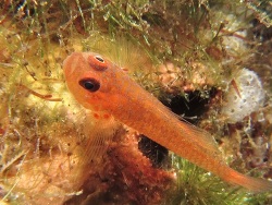 Trimma macrophthalma  (c) Eunice Khoo