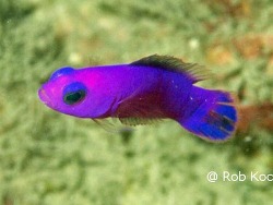 Copyright Robert J. Koch, Foto Pemba, Mosambik