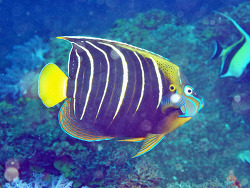 Copyright Robert J. Koch