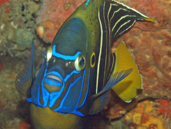 Copyright Robert J. Koch