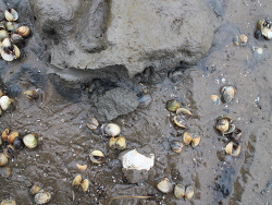 Pleurobrachia pileus, Nordsee 2015, Copyright Muelly