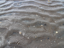 Kriechspur einer Strandschnecke im Watt an der Nordsee 2015- (c) Muelly