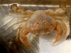 Liocarcinus holsatus, Nordsee 2015, Copyright Muelly