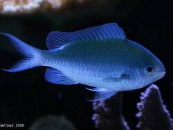 Chromis viridis