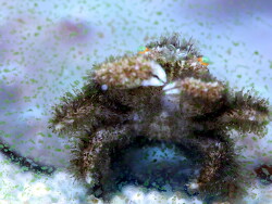 Cymo andreossyi - Weißfinger-Korallenkrabbe