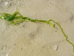 Ulva intestinalis, Nordsee 2014, Copyright Muelly