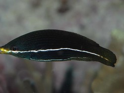 Copyright Sally und Dennis Polack, FishWise Pro, Foto: Uepi Island, Salomonen