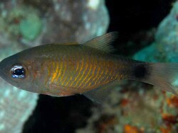 Copyright Sally und Dennis Polack, FishWise Pro, Foto: Ambon Island, Air Mani, Indonesien, adultes Weibchen 