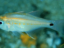 Copyright Sally und Dennis Polack, FishWise Pro, Foto: KwaZulu-Natal, Sowana Bay, Südafrika