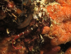 Corythoichthys amplexus, Copyright Henning Wiese