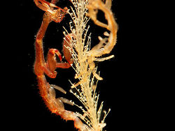 © Hans Hillewaert,Creative Commons Attribution-Share Alike 4.0 International license.