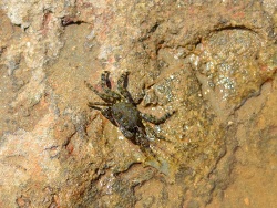 Pachygrapsus marmoratus